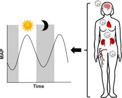 The microbiome helps to regulate blood pressure and digestion although reviled for its foul smells, the digestive tract is actually a hugely important organ that extracts energy and nutrients from the food you eat, and removes waste products, including excess hormones and cholesterol (among other things) from your body. Circadian Clock Mediated Regulation Of Blood Pressure Sciencedirect