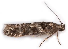 Image result for Teleiopsis diffinis