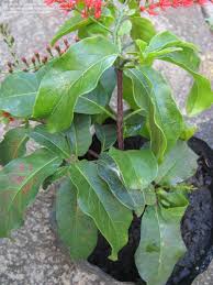 Image result for Combretum microphyllum