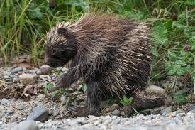 How much does it cost to visit the zoo? What To Do About Porcupines In Your Yard