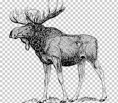 Deer Human Body Anatomy Elk Muscle Png Clipart Alaska