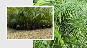 Image result for Chamaedorea radicalis