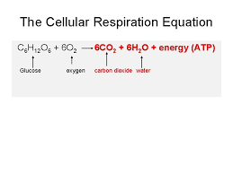 Respiration proceeds in four discrete stages and releases about 39 percent of the energy stored in the what are the reactants in fermentation? Cellular Respiration Equation