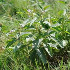 Image result for Solanum cyaneopurpureum