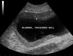 Knowing the signs of cancer in cats and things you can do to watch for cancer can literally save your cat's life. Bladder Inflammation In Cats Pet Scan Mobile Veterinary Ultrasound Service