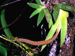 Image result for Oberonia