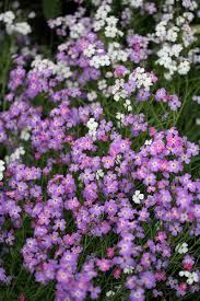 Image result for Malcolmia maritima