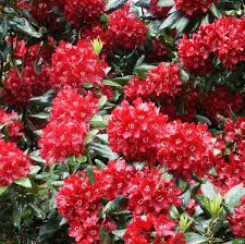 Rhododendron Hybridum Sammetglut Rhododendron Plants Garden