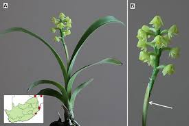 Image result for Polystachya epiphytica