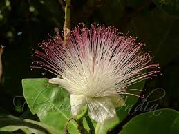 Image result for Barringtonia asiatica