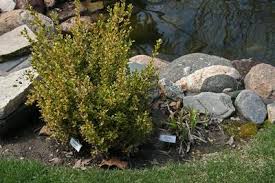 Check spelling or type a new query. Improved Cold Hardiness For Golden Dream Boxwood Pp16052