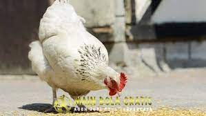 Cara Mudah Mengatasi Ayam Bangkok Aduan Yang Susah Makan