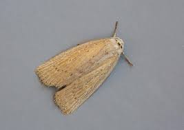 Image result for Chilodes maritima