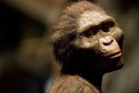 Australopithecus Afarensis Warum Sie Lucy Den Affenmenschen Kennen Sollten Menschliche Evolution Menschheitsgeschichte Affen