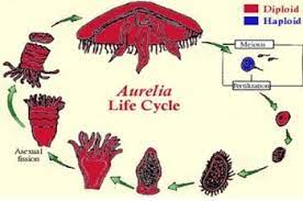 Maybe you would like to learn more about one of these? Daur Hidup Aurelia Aurita Pengertian Klasifikasi Dan Perbedaan