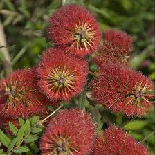 Image result for Melaleuca hypericifolia