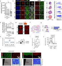 Whether in amsterdam, berlin or zurich, with your visa debit card you are welcome everywhere. Yap Tead1 Control Of Cytoskeleton Dynamics And Intracellular Tension Guides Human Pluripotent Stem Cell Mesoderm Specification Cell Death Differentiation
