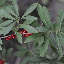 Image result for Peddiea fischeri