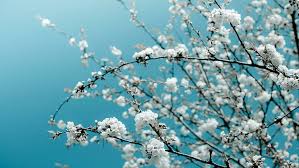 Download and use 100,000+ desktop background stock photos for free. Hd Wallpaper Flower Spring Sky Blue White Tree Calm Zen Sun Day Wallpaper Flare