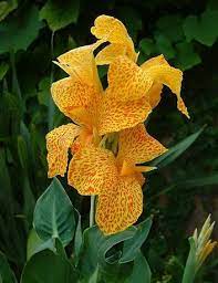 Canna Lilies Flower Canna Flower Beautiful Flowers Beautiful Flowers Wallpapers