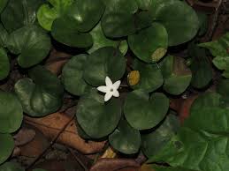 Image result for Geophila repens