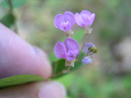Image result for Desmodium ospriostreblum
