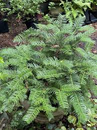 Image result for Polycarpaea prostratum