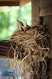 Birds With Their Nests Pictures Beautiful Birds With Their Nests 10 Photos Beautiful Birds Birds Bird Nest