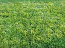 It's easy to grow and needs less maintenance. Zoysia Emerald Wikipedia