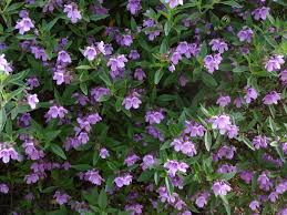 Check spelling or type a new query. New England Gardening Adding A Fragrant Touch Of Mint The Armidale Express Armidale Nsw