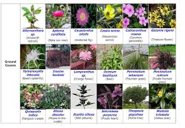 Landscape In Uae And Pakistan Fountain Grass Plant Species Native Plants