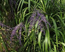 Image result for Cordyline stricta
