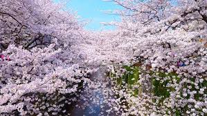 東京の桜名所20選 お花見 夜桜ライトアップ情報2020 楽天トラベル 桜 名所 桜の花 旅行