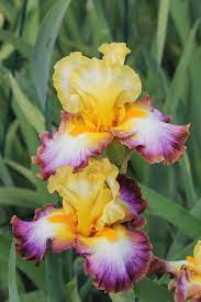 Pin On Iris