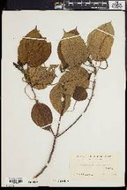Image result for Acalypha caperonioides