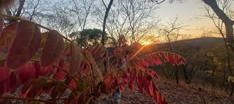 Image result for Dalbergia nitidula