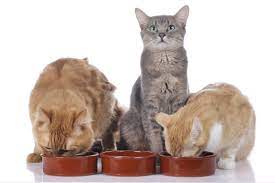 Feeders For Multi Cat Households And Tips For Feeding Multiple Cats Multi Pet Cats Cat Feeding