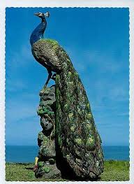 Australia V Warrnambool Loch Ard Peacock Flagstaff Hill Peacock Images Peacock Animals