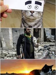Il 17 febbraio e' il giorno dedicato ai gatti e alle loro buffe e tenere moine. Giornata Mondiale Del Gatto E Lui Il Re Dei Social Network Il Fatto Quotidiano