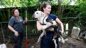 The zoo is owned and operated by the recreation and park commission of east baton rouge parish, louisiana (brec), and is home to over 800 animals from around the world. Roanoke Animal Shelter Looking For Foster And Adoptive Homes After Louisiana Flood Wset