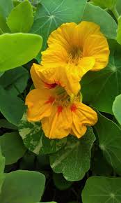 Better yet, direct sow from 1 week after last frost and repeat at 2 week intervals into early summer. How To Grow Nasturtiums Dengarden