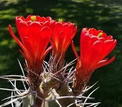 Garden inspired floral designs for weddings and special events. Madras Garden Depot Home Facebook