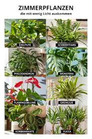 Die zimmerpflanzen sind der beste trick für die erfrischung ihrer wohnung. Zimmerpflanzen Die Mit Wenig Licht Auskommen In 2021 Zimmerpflanzen Pflanzen Pflanzen Dekor