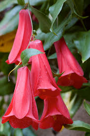 Keep something in bloom continuously during the time hummingbirds are expected in your area. Lapageria Wikipedia
