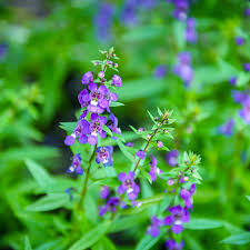 Angelonia Flower Garden Seeds Serena Blue 100 Seeds Pelleted Annual Flower Gardening Angelonia Angustifolia Walmart Com Walmart Com