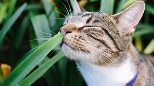 Penyakit jantung juga bisa menyebabkan kucing mati mendadak. 7 Cara Mengobati Kucing Keracunan Dengan Tepat Info Binatang