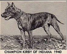 Let us seek some answers related to the american staffordshire terrier breed. American Staffordshire Terrier Wikipedia