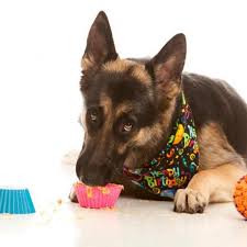 Gateau d'anniversaire au chocolatchocolate birthday cakeun gateau d anniversaire au chocolat pour le plaisir des petits et des grands/chocolate birthday. Cupcakes Pour Chiens 4 Delicieuses Recettes