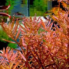 Image result for Rotala tenella