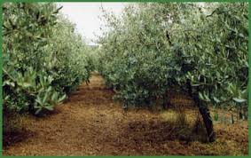 Vendita Olio D Oliva Cilento Nature Location Appartements Ascea Velia